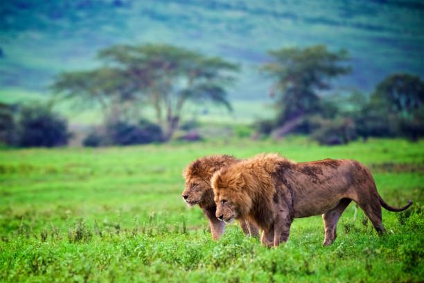 join-3-days-tanzania-lodge-safari-itinerary